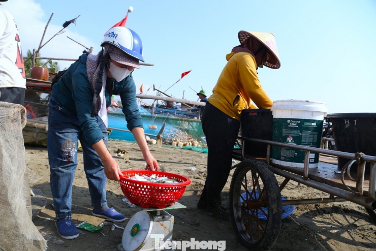 Ngư dân kiếm bộn tiền mùa cá trích - 10