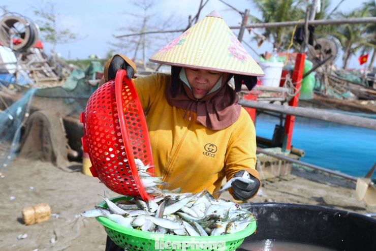 Cá trích được rửa sạch ngay tại chỗ, thương lái tranh nhau thu mua.