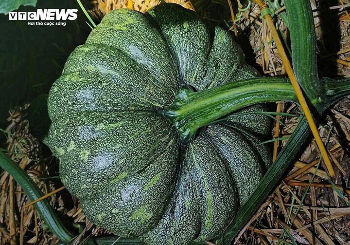 Giống bí đỏ Trang Nông là loại tồn đọng nhiều nhất, mỗi trái khi thu hoạch thường có trọng lượng 5-7kg.