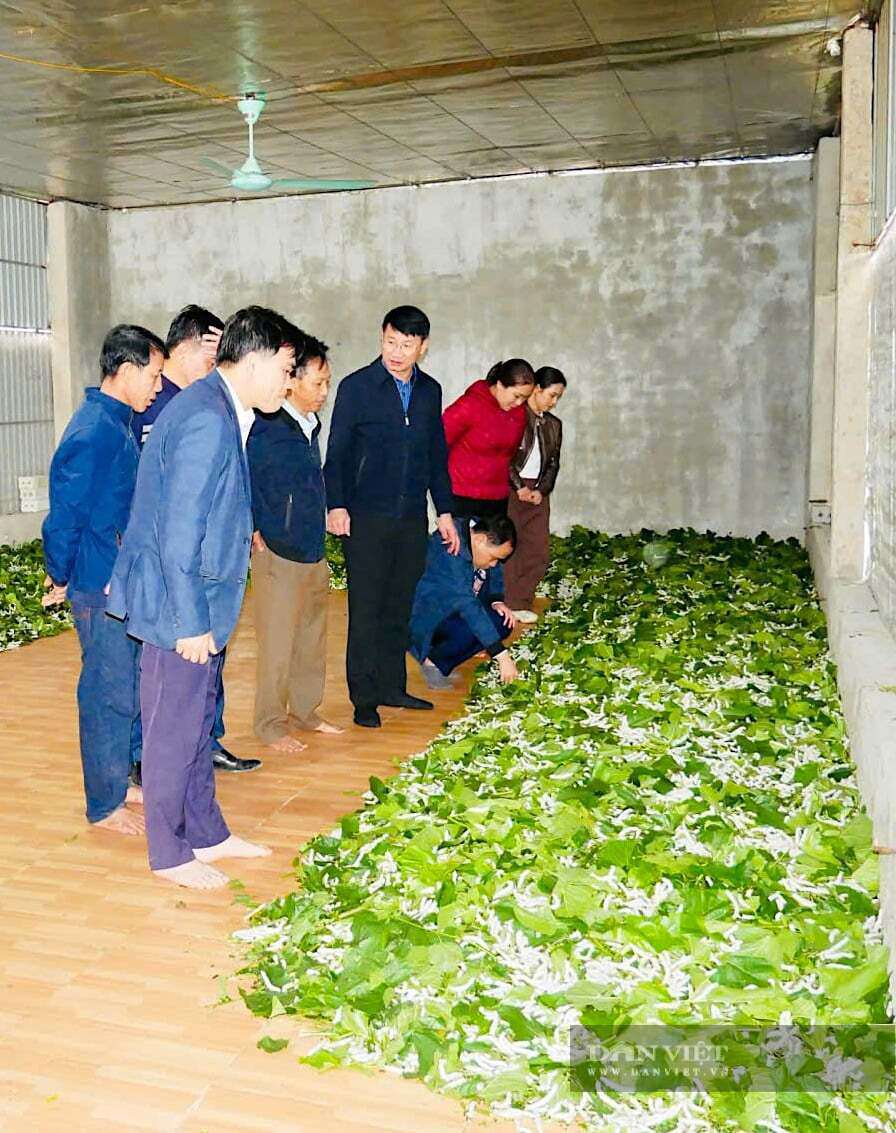 Nghề trồng dâu, nuôi tằm ở xã Đức Thịnh, Hà Tĩnh đã hồi sinh trở lại.&nbsp;Ảnh: PV