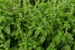 Xu hướng chăm sóc da đầu mới: Sạch gàu bền vững từ Hương Nhu, Đỗ Tùng