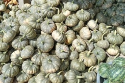 Hàng trăm tấn bí đỏ quá lứa chờ thu hoạch, Hội Nông dân Cà Mau kêu gọi giải cứu