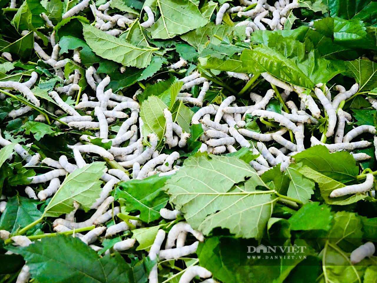 Nghề trồng dâu, nuôi tằm ở xã Đức Thịnh, Hà Tĩnh đã hồi sinh trở lại.&nbsp;Ảnh: PV