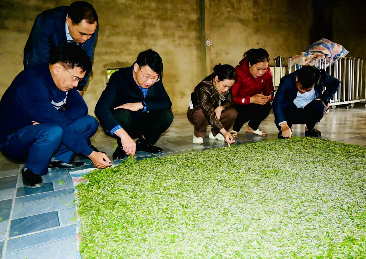 Nghề trồng dâu, nuôi tằm ở xã Đức Thịnh, Hà Tĩnh đã hồi sinh trở lại.&nbsp;Ảnh: PV