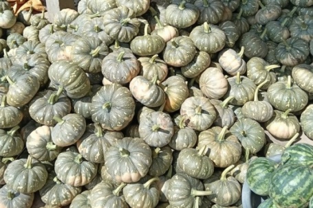 Hàng trăm tấn bí đỏ quá lứa chờ thu hoạch, Hội Nông dân Cà Mau kêu gọi giải cứu