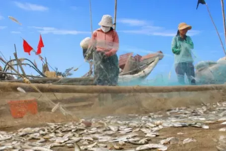 Ngư dân kiếm bộn tiền mùa cá trích
