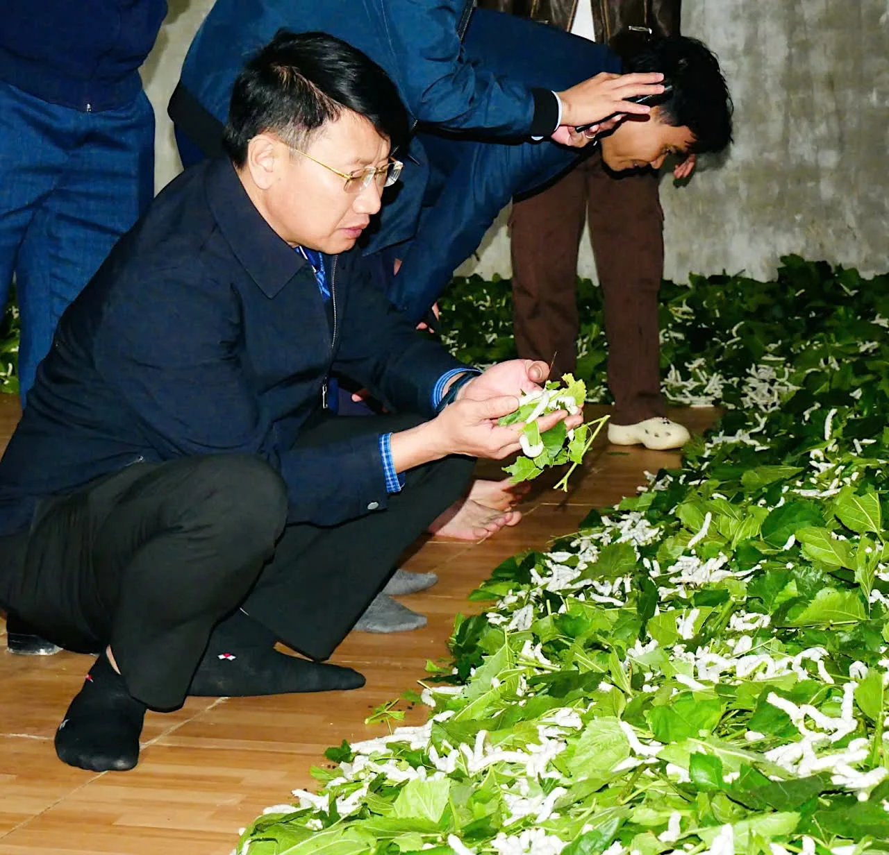 So với trồng lúa hay các cây ngắn ngày truyền thống, mô hình trồng dâu, nuôi tằm ở thôn Tân Tiến, xã Đức Thịnh, tỉnh Hà Tĩnh cho giá trị kinh tế cao gấp nhiều lần. Ảnh: PV