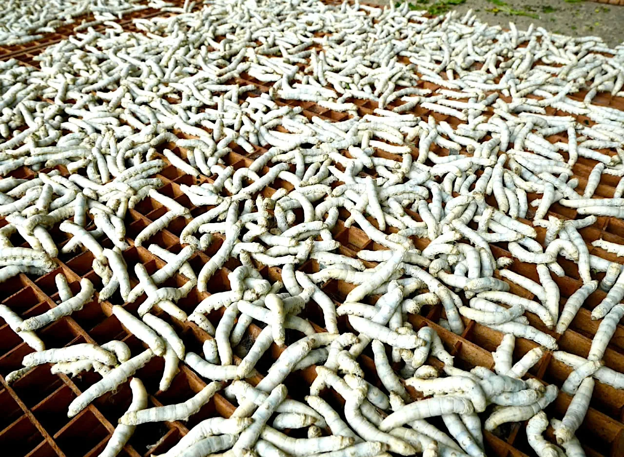 So với trồng lúa hay các cây ngắn ngày truyền thống, mô hình trồng dâu, nuôi tằm ở thôn Tân Tiến, xã Đức Thịnh, tỉnh Hà Tĩnh cho giá trị kinh tế cao gấp nhiều lần. Ảnh: PV