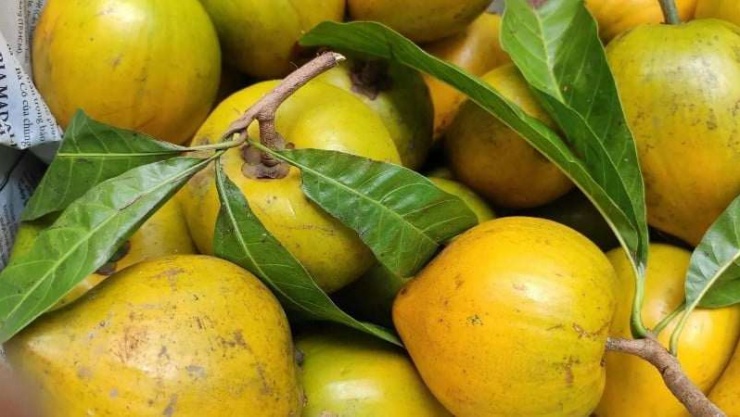 Trước đây, cây lê ki ma chủ yếu được trồng trong vườn nhà để lấy bóng mát. Đến mùa chín, quả rụng đầy gốc nhưng ít người thu hái vì không phải loại trái cây phổ biến trên thị trường. Ảnh Internet