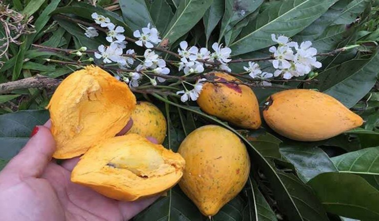 Lê ki ma (còn gọi là quả trứng gà) là loại trái cây nhiệt đới quen thuộc ở nhiều vùng nông thôn Việt Nam. Quả có phần thịt vàng óng, vị ngọt bùi, thường được ăn tươi hoặc làm sinh tố. Ảnh BHX