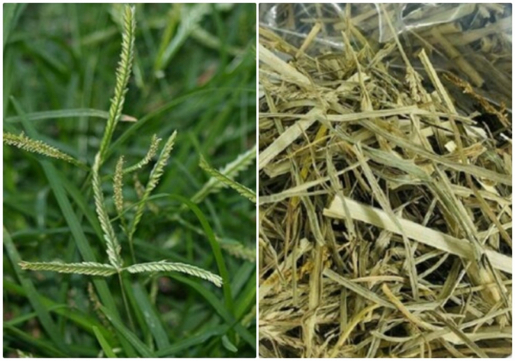 Cỏ mần trầu sử dụng đúng cách cực tốt cho sức khỏe. (Ảnh minh họa: VTCNews)