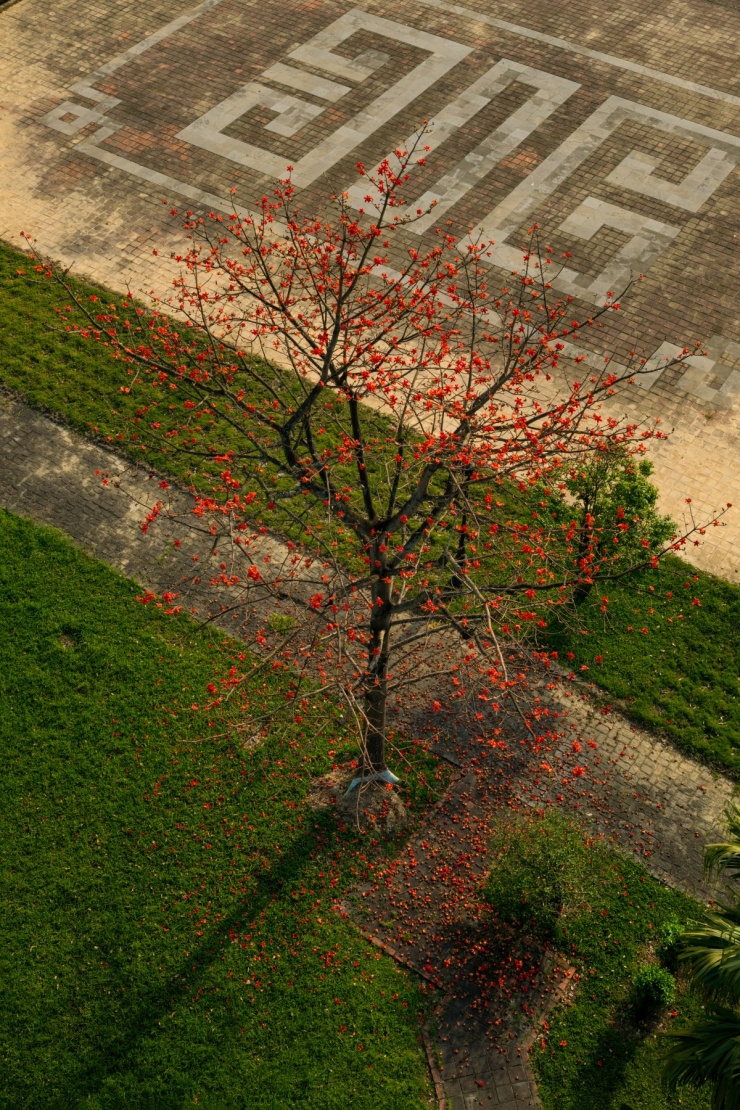 Hoa gạo nở đỏ rực khắp Kinh thành Huế - 8