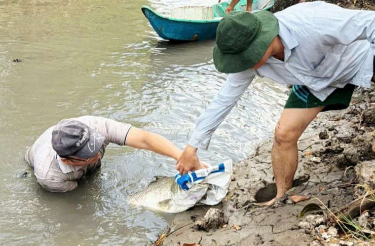 Chủ vuông tôm ở Cà Mau cho biết, cá chẽm (cá vược), cá cháo, cá măng là loài dễ thấm thuốc nhất, khi tạt thuốc cá phía trước là có thể bắt các loại cá ngon ở phía sau. Ảnh: An An