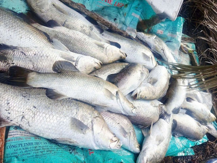 Ông Nguyễn Văn Bá ở xã Hưng Mỹ, tỉnh Cà Mau cho biết, ông bất ngờ khi trong vuông tôm có đến hàng trăm kí cá chẽm, quân bình mỗi con nặng trên dưới 6kg, giúp gia đình ông thu về vài chục triệu đồng. Ảnh: An An