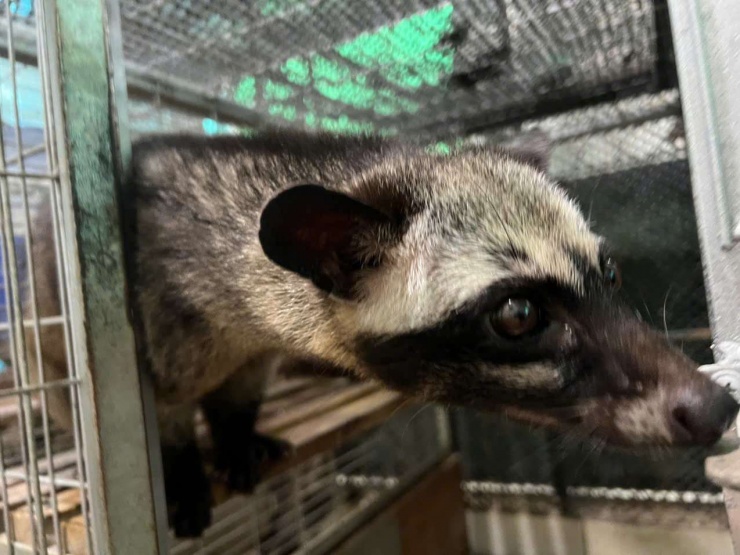 Hiện nhu cầu về chồn hương luôn trong tình trạng cung không đủ cầu. Ảnh: CTV