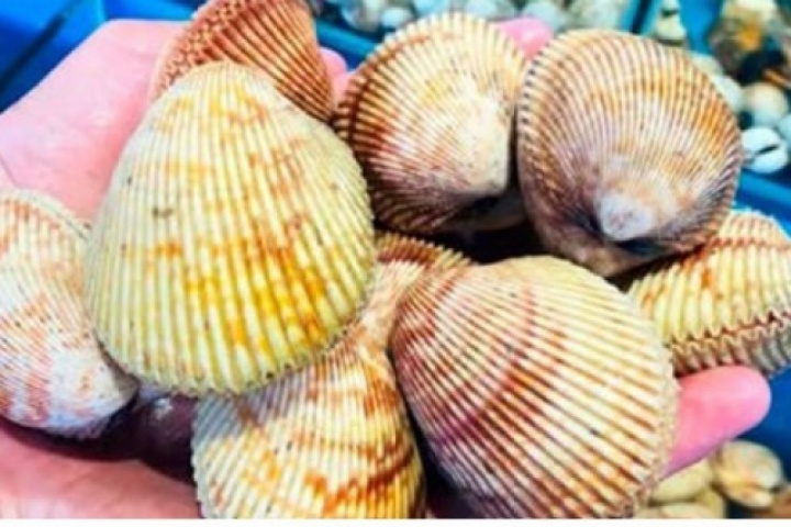 Loại hải sản có tên gọi khiến nhiều người tò mò, giá 300.000 đồng/kg