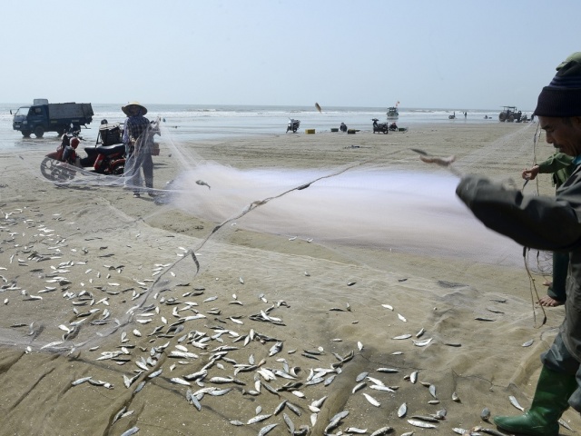 Ngư dân thu tiền triệu mỗi ngày trong mùa cá trích