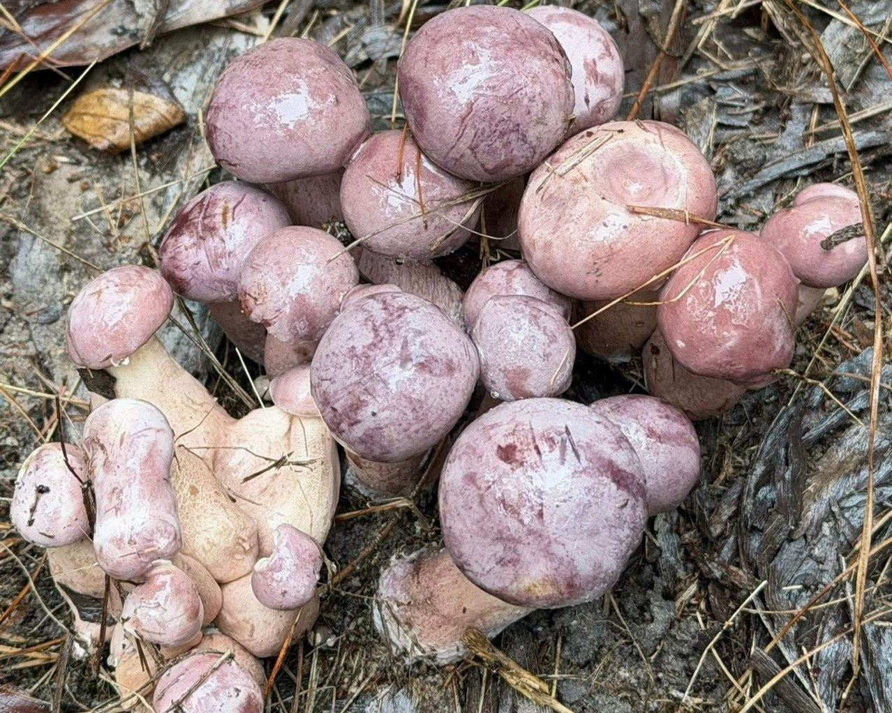 Những cụm nấm vừa mọc lúc sáng sớm, sau cơn mưa đầu mùa. Ảnh: NVCC