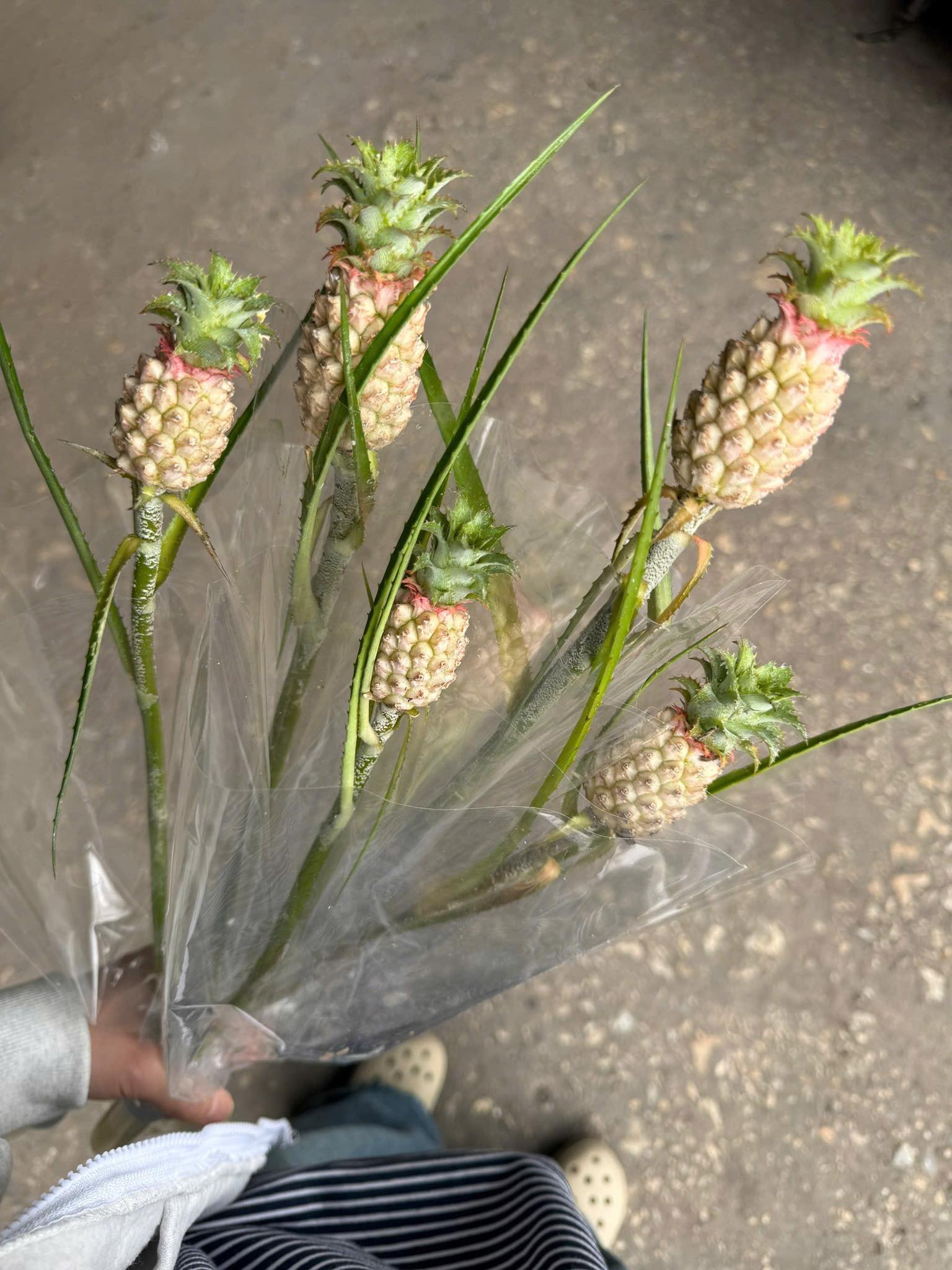 Dứa cảnh mini đang trở thành trào lưu trang trí được nhiều người yêu thích.