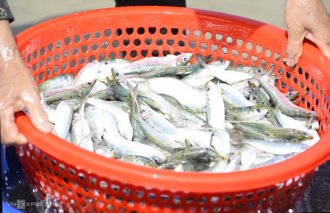 Cá được thương lái thu mua ngay trên bờ biển. Ảnh: Lê Hoàng
