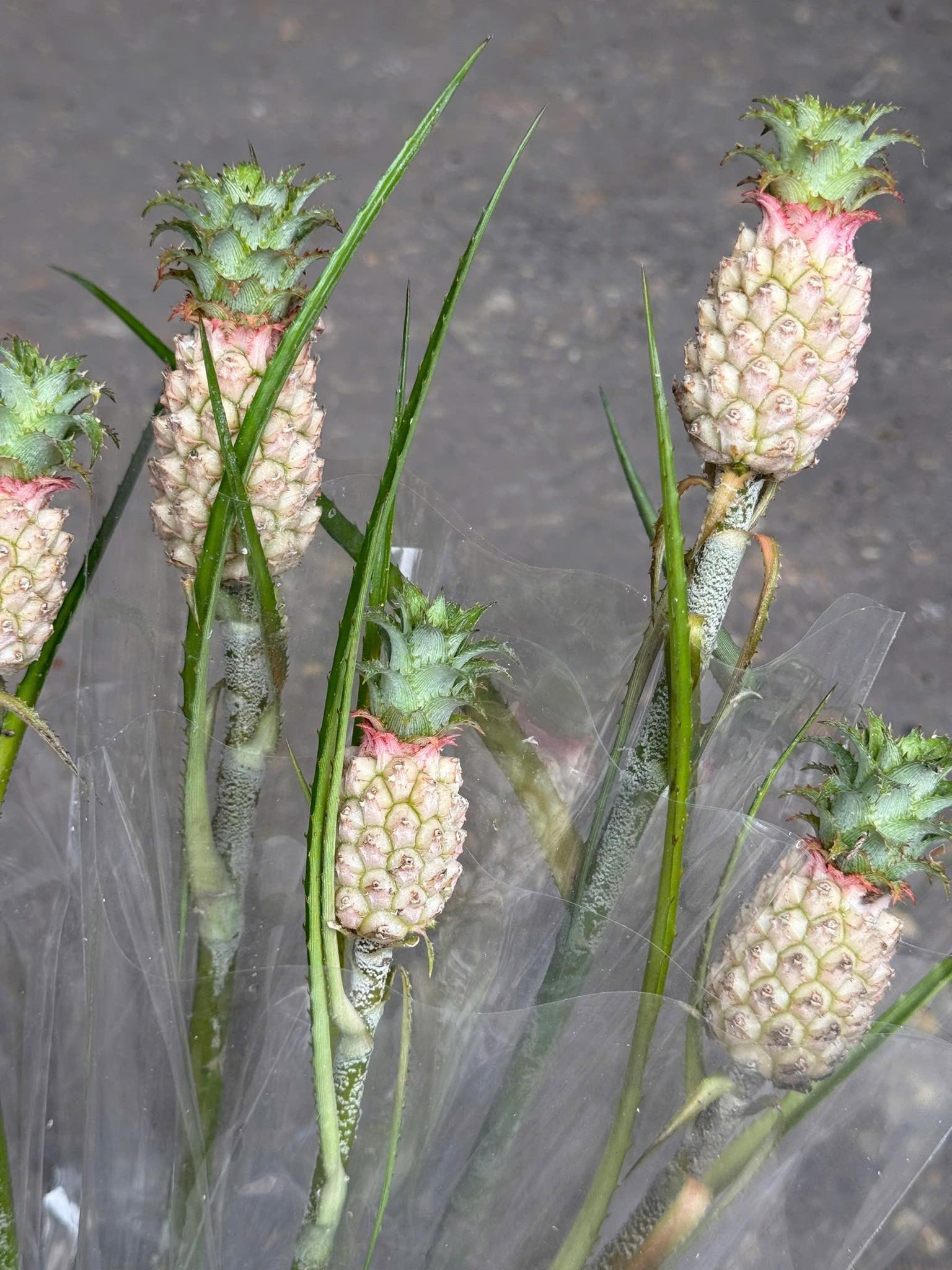 Dứa cảnh mini đang trở thành trào lưu trang trí được nhiều người yêu thích.