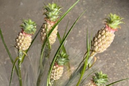 Vì sao dứa cảnh mini giá nửa triệu một bó vẫn được săn tìm?