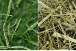 Cây thuốc dưỡng gan bổ thận không trồng vẫn mọc đầy vườn, hay bị nhầm là cỏ dại