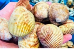 Loại hải sản có tên gọi khiến nhiều người tò mò, giá 300.000 đồng/kg