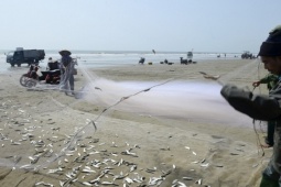 Ngư dân thu tiền triệu mỗi ngày trong mùa cá trích