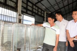 Nuôi con vật hay "nhìn lấm lét", một người Kiên Giang, nay là tỉnh An Giang hé lộ cách gì hay mà bỏ túi tiền tỷ/năm?