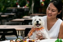 Nhà hàng đập 600 bộ bát đĩa vì khách cho chó lên bàn ăn