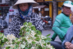 Hoa bưởi tháng Ba thơm ngát thanh tao, giá cao nhưng vẫn đắt hàng