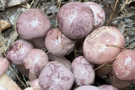 Sản vật trời ban, đổi màu thần tốc, có tiền cũng khó mua ở Phú Quốc