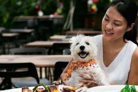 Nhà hàng đập 600 bộ bát đĩa vì khách cho chó lên bàn ăn