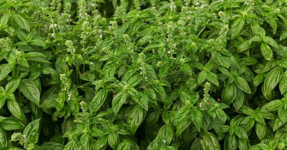 Hương nhu trắng giúp sạch gàu