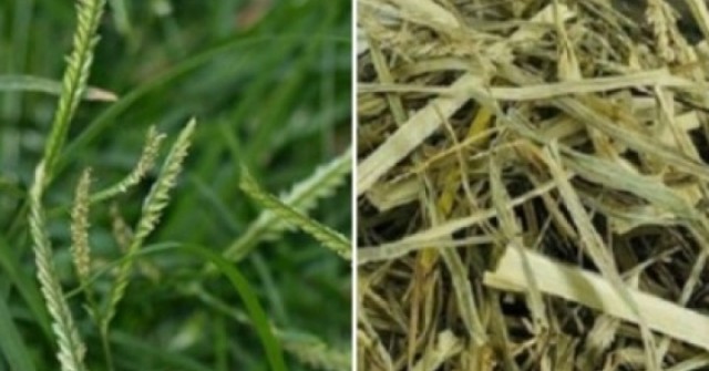 Cây thuốc dưỡng gan bổ thận không trồng vẫn mọc đầy vườn, hay bị nhầm là cỏ dại