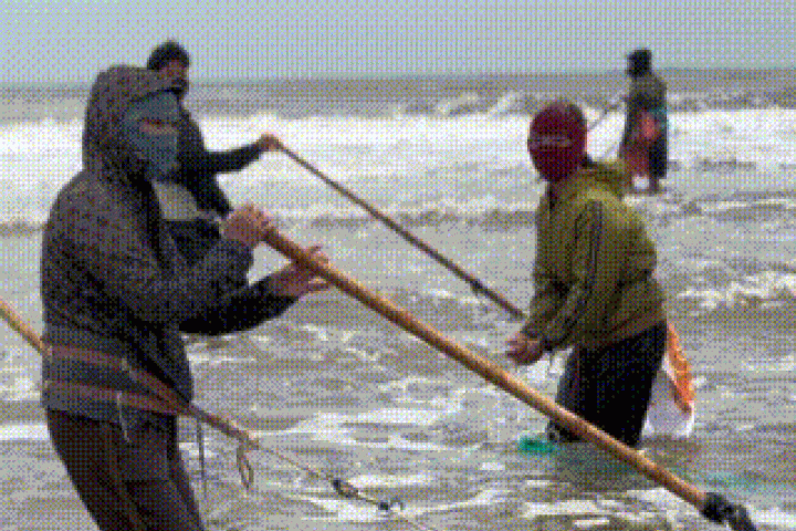 Nghề 'đi giật lùi' ở biển