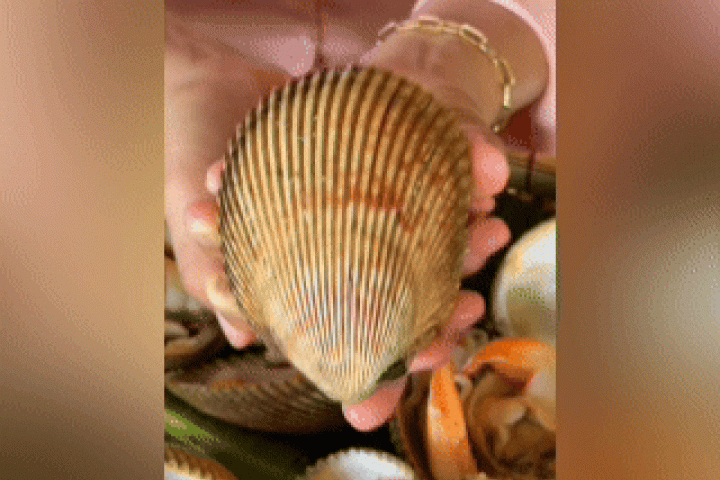 Loài sò có tên gọi 'nhạy cảm', giá hàng trăm nghìn mỗi kg