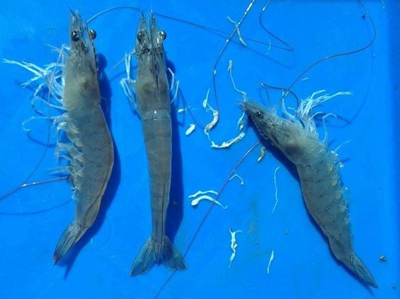 Bệnh phân trắng trên tôm.