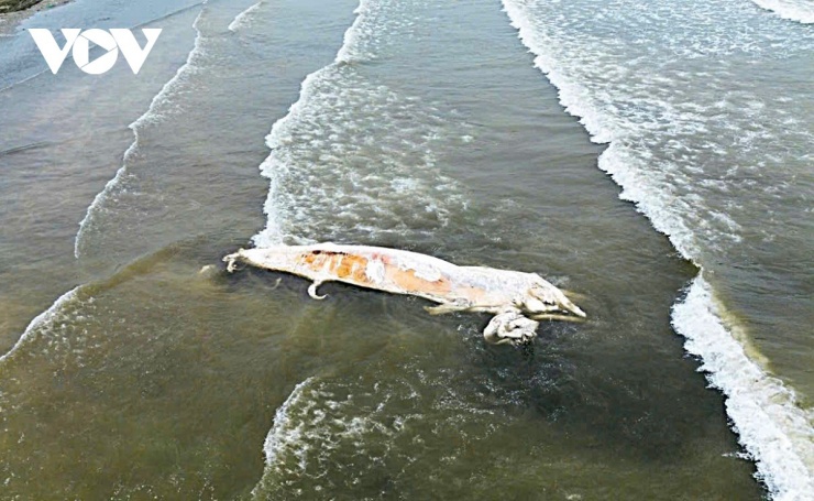 Xác cái voi nặng khoảng hơn 5 tấn trôi dạt vào bờ biển xã Hải Châu Nghệ An. (Ảnh: Nguyễn Tỳ).