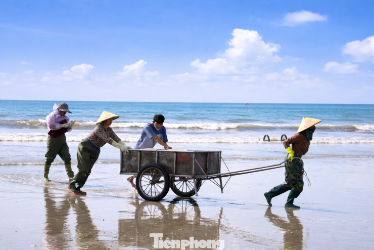 Từ khoảng 4 giờ sáng, ngư dân đã bắt đầu ra khơi. Đến 7 giờ, các bè mảng lần lượt cập bờ với những mẻ sứa tươi rói. Trên bãi biển, người dân nhanh chóng phân loại, vận chuyển và sơ chế, tạo nên khung cảnh lao động sôi động.
