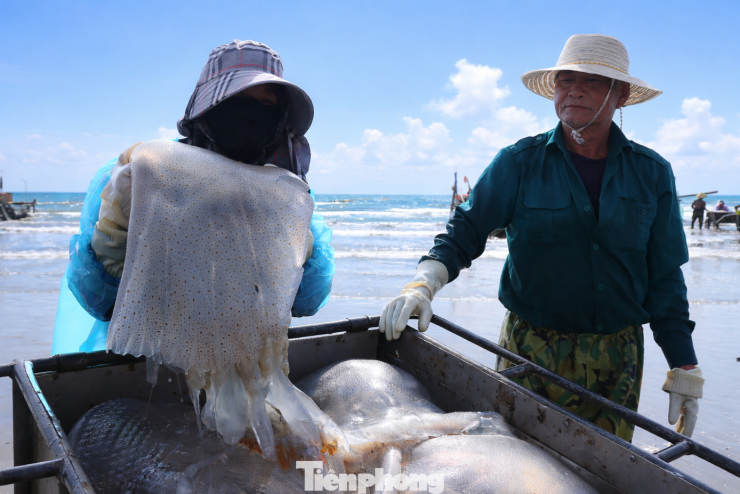 Nhờ trúng luồng sứa, chỉ sau 3 giờ đánh bắt, thuyền của ngư dân Lê Văn Hành (trú xã Hải Châu) đã thu được hơn 2 tạ sứa. “Năm nay sứa xuất hiện sớm, lại gần bờ nên rất dễ đánh bắt. Sứa được thương lái đặt mua trước, giá khoảng 15.000 đồng/kg nên tiêu thụ rất thuận lợi”, anh Hành chia sẻ.