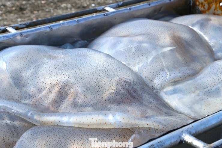 Dù chi phí xăng dầu tăng cao, mỗi chuyến biển vẫn mang lại thu nhập tiền triệu sau khi trừ chi phí. Biển êm, nguồn sứa dồi dào khiến bà con tranh thủ đi sớm, về sớm để kịp bán trong ngày.