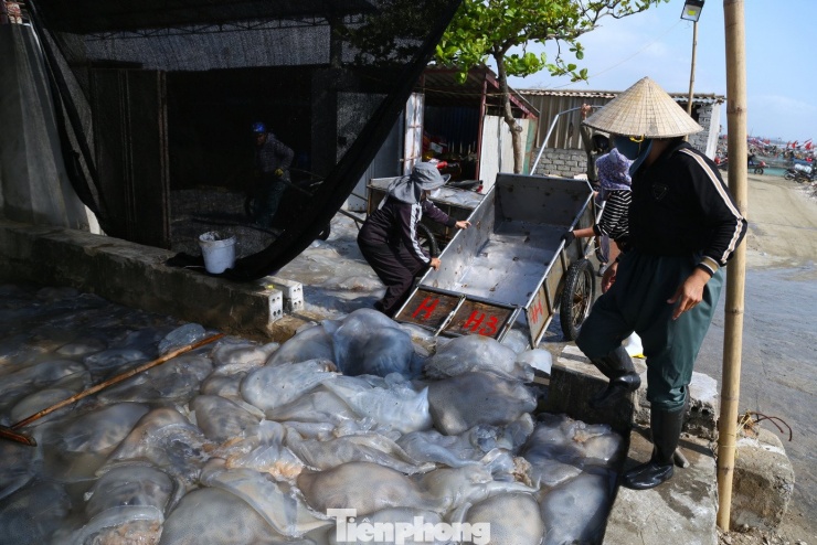 Nhộn nhịp mùa sứa ở bãi ngang xứ Nghệ - 5