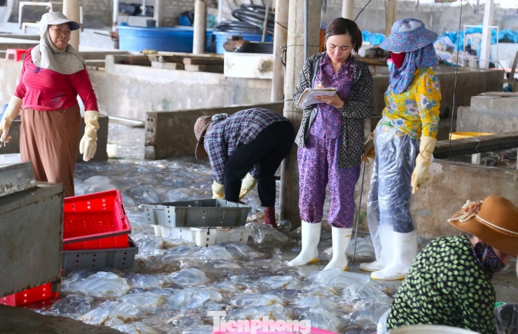 Bà Bùi Thị Vinh, chủ cơ sở chế biến sứa ở xã Hải Châu cho biết, mỗi ngày đơn vị thu mua khoảng 50 tấn sứa, tạo việc làm thường xuyên cho 15 – 20 lao động. Từ đầu vụ đến nay, cơ sở đã xuất bán hơn 1.000 tấn sản phẩm.