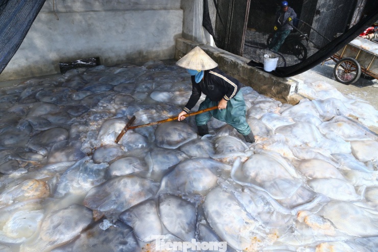 “Sau khi sơ chế phân loại, sứa được xử lý qua nhiều công đoạn như quay ly tâm, làm sạch, loại bỏ tạp chất trước khi đưa ra thị trường. Không chỉ tiêu thụ trong nước, sản phẩm còn được xuất khẩu, mang lại giá trị cao hơn nhiều so với sứa tươi”, bà Vinh cho hay.