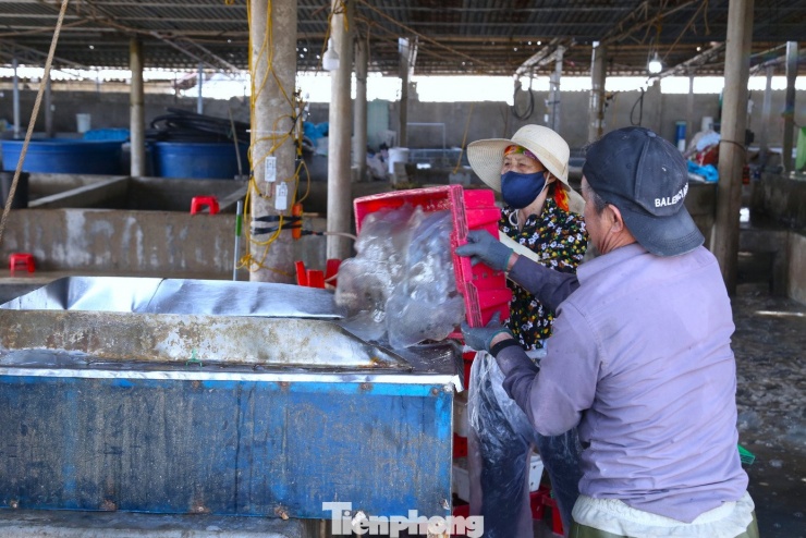 Nhộn nhịp mùa sứa ở bãi ngang xứ Nghệ - 8