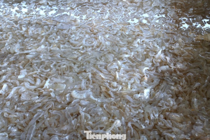 Sau khi đánh bắt, sứa được sơ chế, loại bỏ nhớt, rửa sạch nhiều lần rồi đem ngâm muối liên tục trong khoảng một tuần. Khi nước ngâm chuyển trong, sứa săn lại và không còn mùi tanh, khi đó mới đạt tiêu chuẩn trở thành sứa thành phẩm, sẵn sàng đưa đi tiêu thụ.