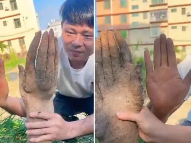 Bác nông dân đào được củ khoai hình bàn tay: Là hiện tượng gì, vì sao xảy ra?