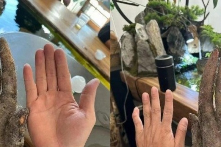 Lão nông đào được củ khoai khủng, hình dáng lạ, khách trả hơn 30 triệu không bán